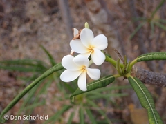 Plumeria alba