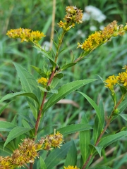 Solidago gigantea