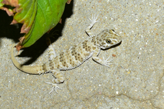 Tenuidactylus caspius