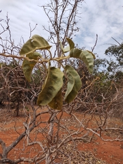 Leptostemonum