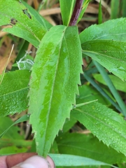 Solidago gigantea