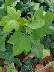 Liquidambar formosana