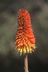 Kniphofia uvaria