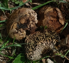 Pisolithus arhizus