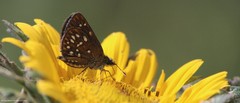 Piruna penaea