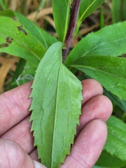 Solidago gigantea