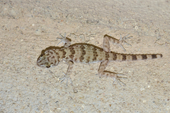 Tenuidactylus caspius