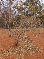 Leptostemonum