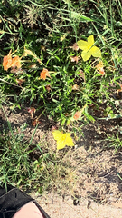 Oenothera hartwegii