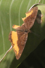 Eurytela dryope angulata