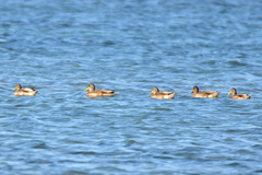 Anas platyrhynchos