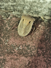 Chalcopis glandulosa