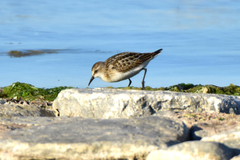 Calidris minuta