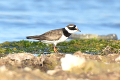 Charadrius hiaticula tundrae
