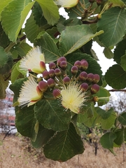 Caryocar brasiliense