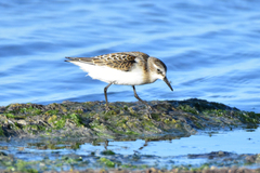 Calidris minuta