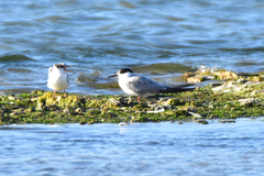 Sterna hirundo