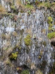 Darmera peltata