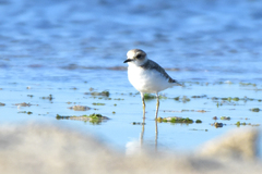 Charadrius alexandrinus