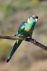 Barnardius zonarius