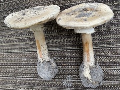 Amanita mutabilis