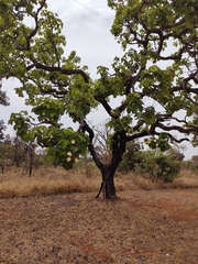 Caryocar brasiliense