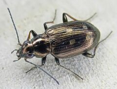 Bembidion argenteolum