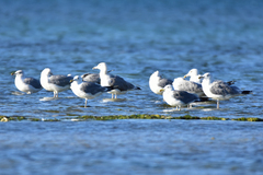 Larus cachinnans