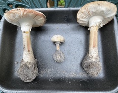 Amanita mutabilis