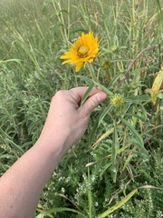 Helianthus grosseserratus