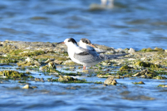 Sterna hirundo