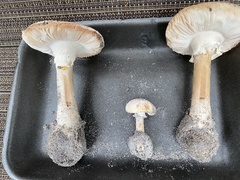 Amanita mutabilis