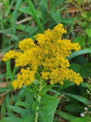 Solidago canadensis