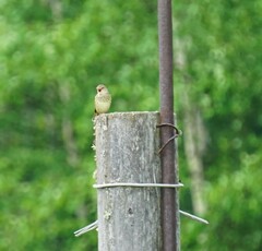 Locustella lanceolata