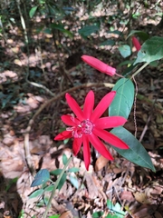 Passiflora glandulosa