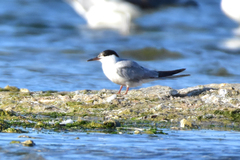 Sterna hirundo