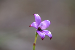 Elythranthera brunonis