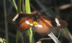 Acraea encedon