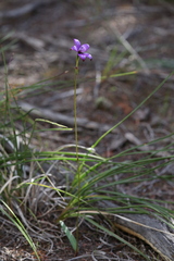 Elythranthera brunonis