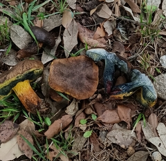 Cyanoboletus pulverulentus