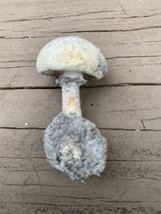 Amanita mutabilis