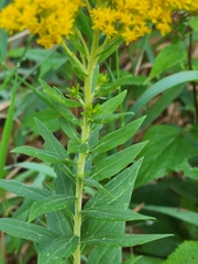 Solidago canadensis
