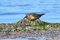 Calidris minuta