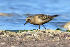 Calidris minuta