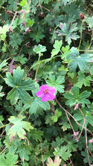 Geranium sanguineum