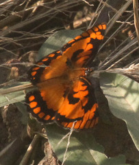 Byblia anvatara