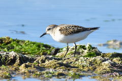 Calidris minuta