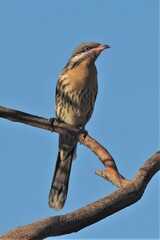 Acanthagenys rufogularis