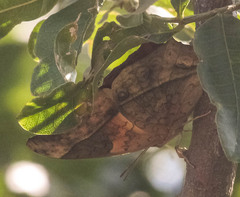 Charaxes varanes