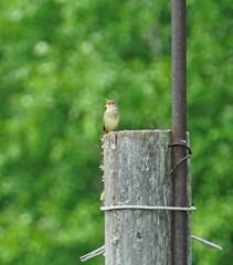 Locustella lanceolata